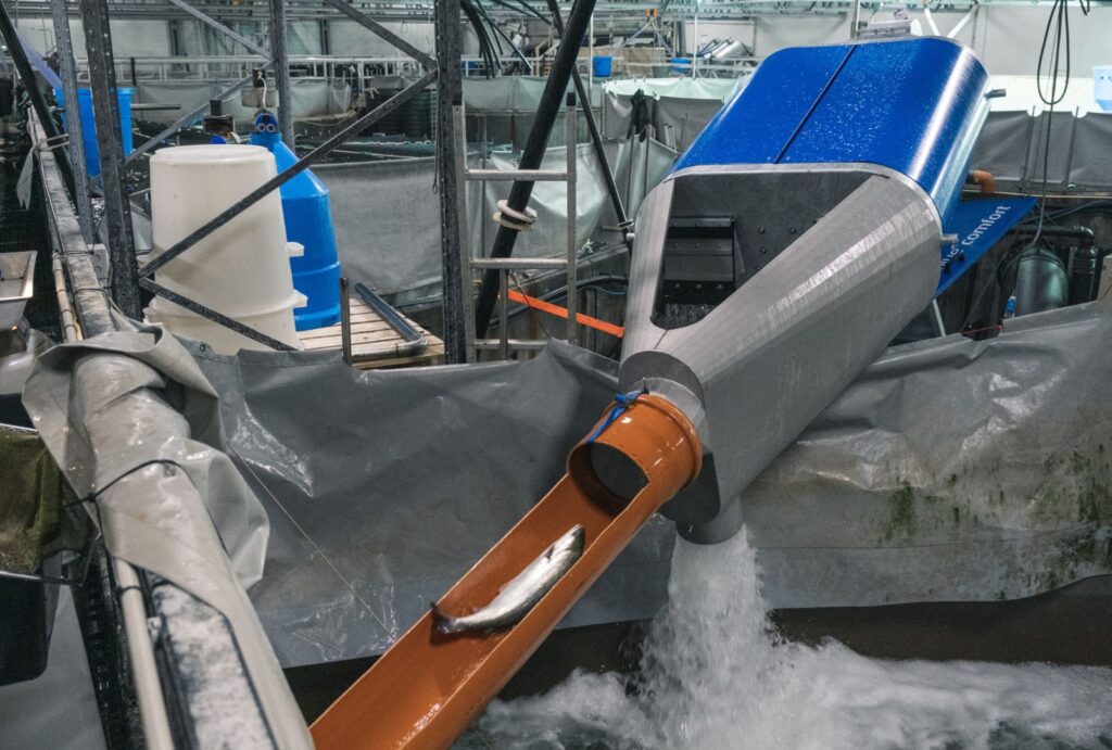 BlueComfort is onze vacuümgebaseerde pomp, ontworpen voor het zacht hanteren van vis. Naast het mooie design vermindert de machine de behoefte aan handmatig werk en werkt vrijwel onderhoudsvrij.